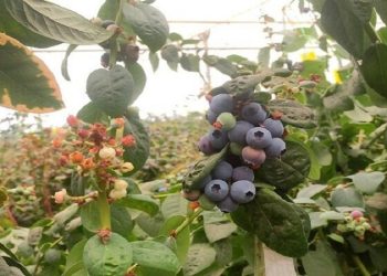 افزایش زمان تازه‌خوری بلک‌بری با روش محققان ایرانی