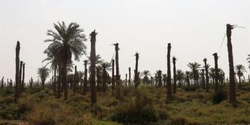 نخل‌های بی سر آبادان احیا می‌شوند