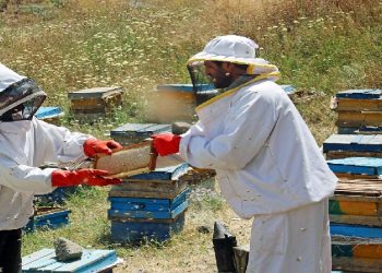 یک میلیارد و ۵۰۰ میلیون ریال تسهیلات به زنبورداران شهرستان نیر پرداخت شد