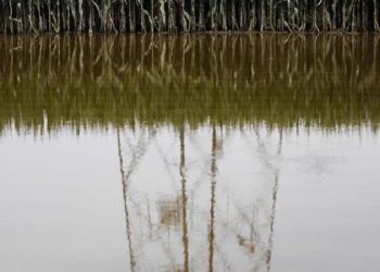 تهدید جدید برای تورم جهانی موادغذایی