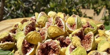 امسال ۳۸ هزارتن انجیرخشک در فارس تولید میشود