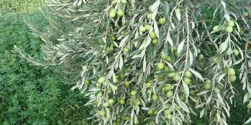 باغ‌های زیتون در حال نابودی است / به داد این صنعت برسید