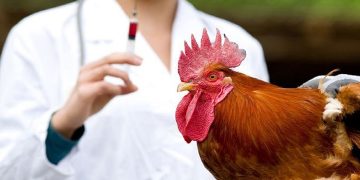 مرحله نهم طرح واکسیناسیون طیور بومی علیه نیوکاسل در استان مرکزی آغاز شد