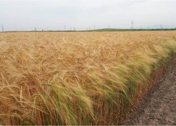 کشت جو؛ زراعت مغفول دیم‌زارهای گلستان