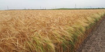 کشت جو؛ زراعت مغفول دیم‌زارهای گلستان