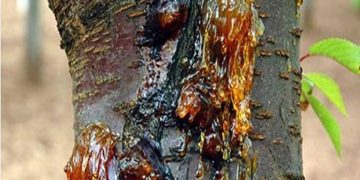 محقق ایرانی 4 گونه جدید بیماری سیب را به دنیا معرفی کرد