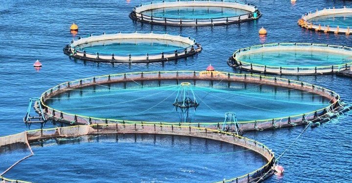 معاون وزیر جهاد کشاورزی تاکید کرد: لزوم تبدیل دریا به مزرعه آبزی‌پروری در راستای تامین امنیت غذایی