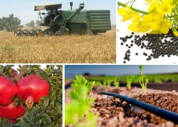 توسعه صنایع تبدیلی و تکمیلی راهی برای کاهش ضایعات بخش کشاورزی