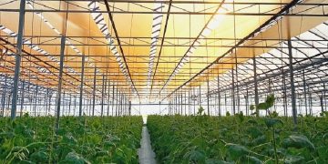 بهبود فتوسنتز در گلخانه‌ها با استفاده از یک محصول نانویی