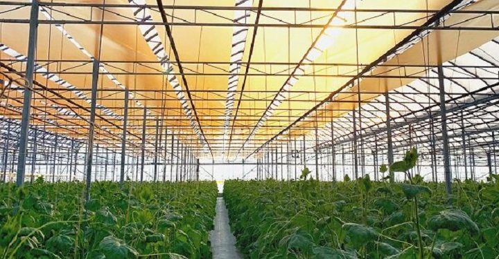 بهبود فتوسنتز در گلخانه‌ها با استفاده از یک محصول نانویی