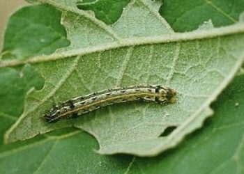 رئیس سازمان جهاد کشاورزی گیلان عنوان کرد آفت قرنطینه ای برگ خوار پاییزه برای محصولات کشت دوم آسیب‌زاست