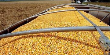 قیمت خوراک دام در مدار ارزانی قرار گرفت