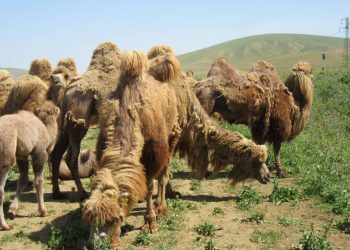 طرح حفاظت از شتر دوکوهانه گواهی تعهد جمعی به حفاظت از تنوع زیستی است