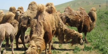 طرح حفاظت از شتر دوکوهانه گواهی تعهد جمعی به حفاظت از تنوع زیستی است