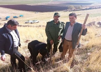 طرح مردمی کاشت یک میلیارد درخت در گیلانغرب، روانسر و پاوه