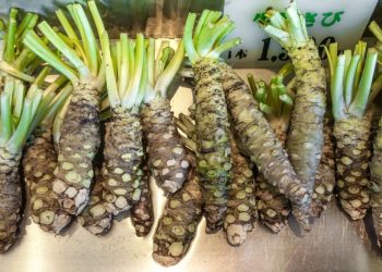 ادویه ژاپنی ناجی سلامت مغزی افراد مسن شد