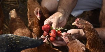 تخصیص ۲هزار میلیارد ریال برای مقابله با شیوع بیماری‌ پرندگان