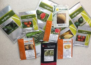 رئیس هیات‌مدیره انجمن واردکنندگان بذر اصلاح شده ایران: واردات بذر مناسب باعث افزایش راندمان در بخش کشاورزی/ واردات سالانه حدود 100 میلیون دلار بذر صیفی‌جات به کشور