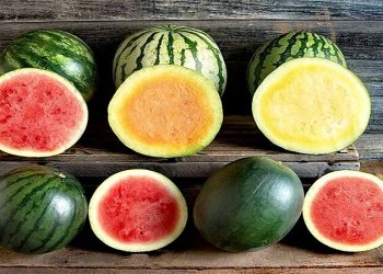 چه اصراری به تولید محصولات آب‌بر و صادرات آن است؟