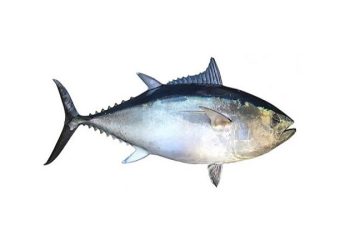 راه‌اندازی سامانه ردیابی‌ 5 گونه ماهی‌ تن