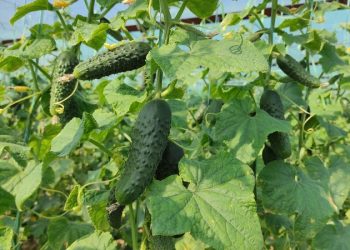 چرایی کاهش قیمت خیار خاردار؛ کمک کم‌توان کارخانه خیارشور و باقی قضایا