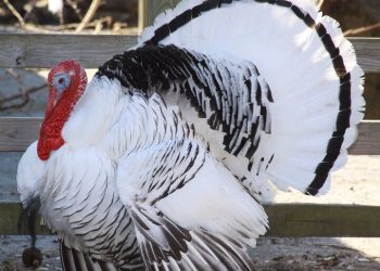 کاهش قیمت گوشت بوقلمون در میادین میوه و تره‌بار