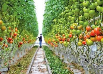 روش دانش‌بنیان برای افزایش جذب کلسیم در گیاه و ماندگاری محصولات کشاورزی