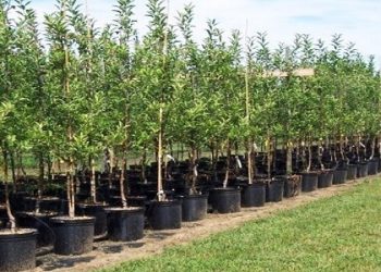 طرح ملی زراعت چوب در لالی اجرا شد