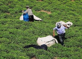 ۹۵ درصد مطالبات چایکاران پرداخت شد