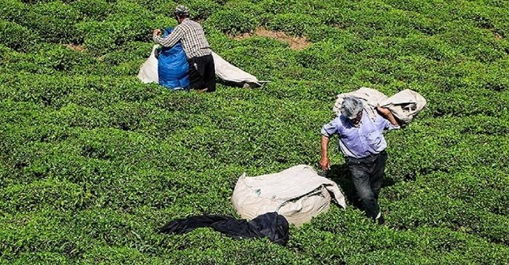 ۹۵ درصد مطالبات چایکاران پرداخت شد