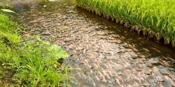 کشت تلفیقی محصولات کشاورزی و آبزیان در مزارع