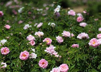 ایران بزرگترین تولیدکننده و صادرکننده گل محمدی و گلاب جهان