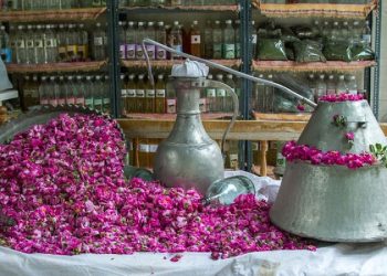 ایران رتبه اول تولید غنچه گل محمدی و گلاب را در دنیا دارد