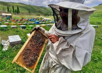 کلنی‌های زنبورعسل صاحب هویت می‌شود