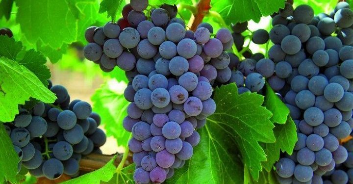 از خواص بی نظیر انگور یاقوتی چه می‌دانید؟