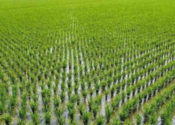 مجوز کشت تابستانه شلتوک در ۱۱۱ هزار هکتار از اراضی کشاورزی خوزستان صادر شد