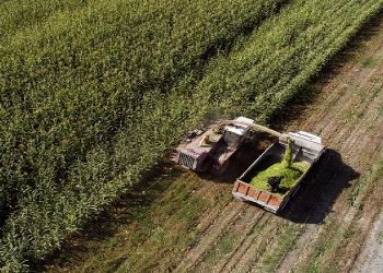 تولید بیش از ۲.۴ میلیون تن علوفه در مراتع کشور