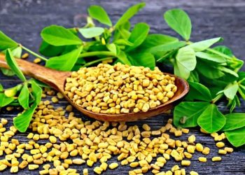 کاهش وزن با مصرف روزی ۱۰ گرم شنبلیله