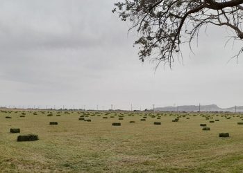 تولید علوفه دیم، نخستین بار در ایران
