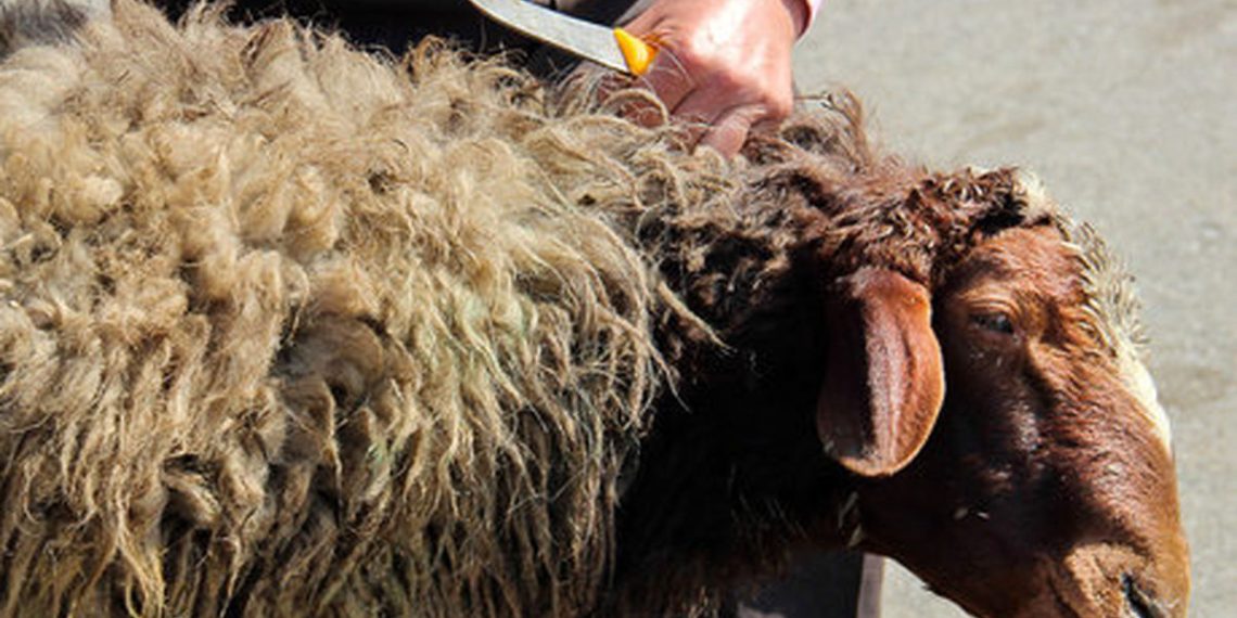 مدیرکل دامپزشکی خوزستان: ذبح دام در مواکب اربعین ممنوع است