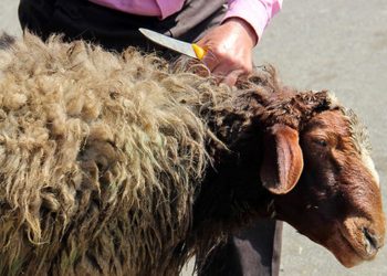 مدیرکل دامپزشکی خوزستان: ذبح دام در مواکب اربعین ممنوع است