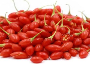 «گوجی‌بِری» گزینه مناسب برای تغییر الگوی کشت در شاهرود