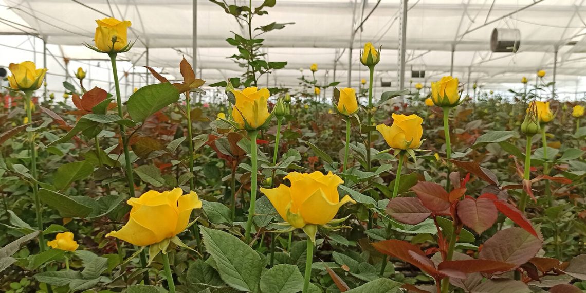 ۲۴ طرح کشاورزی خوزستان آماده بهره‌برداری است