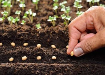 ۸۰ درصد برنامه تولید بذر گندم محقق می‌شود