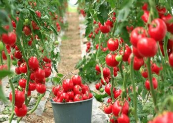 نصب سامانه نانوحباب در دومین گلخانه بزرگ هیدروپونیک کشور