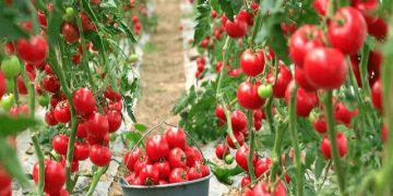 نصب سامانه نانوحباب در دومین گلخانه بزرگ هیدروپونیک کشور