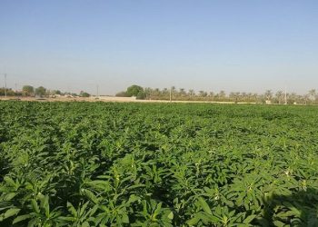 ایران در تولید ارقام گلرنگ و کنجد از میانگین جهانی بالاتر است