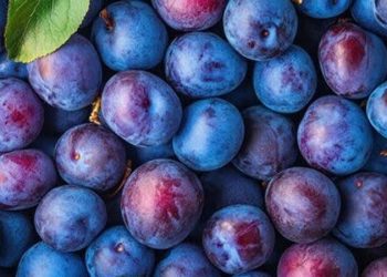 فواید بی نظیر آلو سیاهرنگ برای بدن