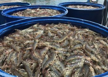 ارزش صادراتی شاه‌میگوی آب شیرین، دانشی که تبدیل به دلار شده است