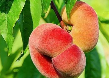 هلوی انجیری با طعم زعفران/ میوه تابستانی که پاییز می‌رسد!